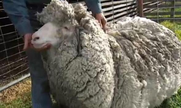<p>27 kilogram yünle dünya rekorunu elinde bulunduran "Shrek" dönemin Yeni Zelanda başbakanı ile bile buluşmuştu.</p>

<p> </p>
