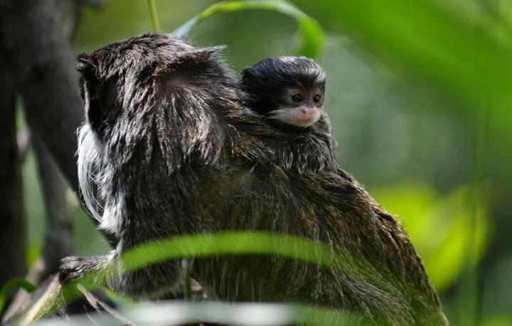 <p>Bursa Hayvanat Bahçesi'nde yaşayan bir çift imparator tamarin (sakallı maymun) 20 gün önce yavruladı. Anne, babasının sırtından ve kucağından inmeyen sevimli yavru neşesi ile dikkat çekiyor.</p>

<p> </p>
