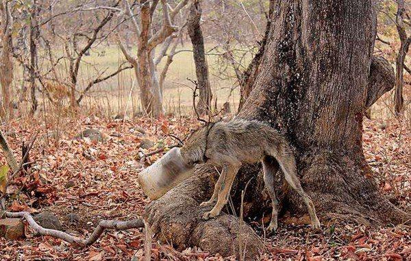 <p>Hindistan'ın Nagpur şehrinde amatör fotoğrafçılardan oluşan bir grup tarafından bulunan kurt görenleri şaşkına çevirdi.</p>

<p> </p>
