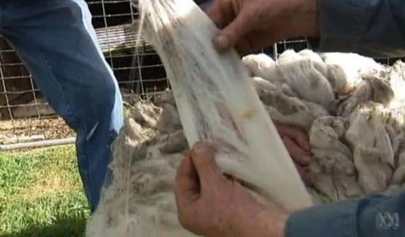 <p>Firarı koyunu bulan çiftçilerden Netty Hazell, "Shaun" isimli merinos cinsi koyunun, gözlerinin üzerine düşen yün perçemlerinden dolayı görmekte zorluk çektiğini söyledi... </p>