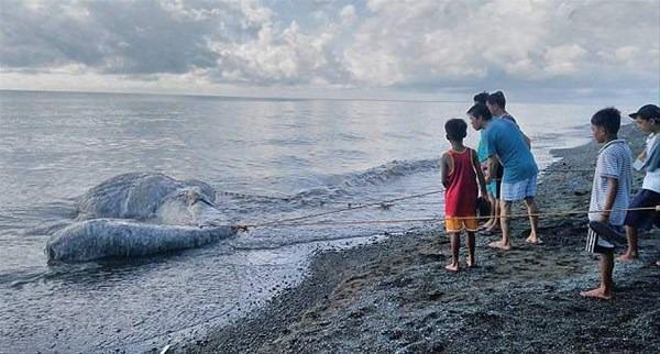 <p>Büyük deniz yaratığı Filipinlerde kıyıya vurdu. 20 metre uzunluğundaki gizemli yaratık, San Antonio kasabasında ortaya çıktı. </p>

<p> </p>
