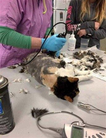 <p>Veterinere götürülen kediye bir de şimdi bakın...</p>

<p> </p>
