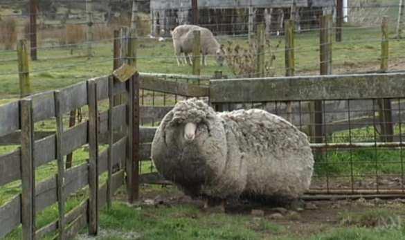 <p>"Shrek" isimli koyun 2004 yılında Yeni Zelanda'da fenomen haline gelmişti...</p>

<p> </p>
