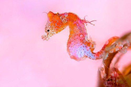 <p><strong>6. Makro Kategori: "Sevimli Leydi", Tianhong Wang, Çin</strong></p>