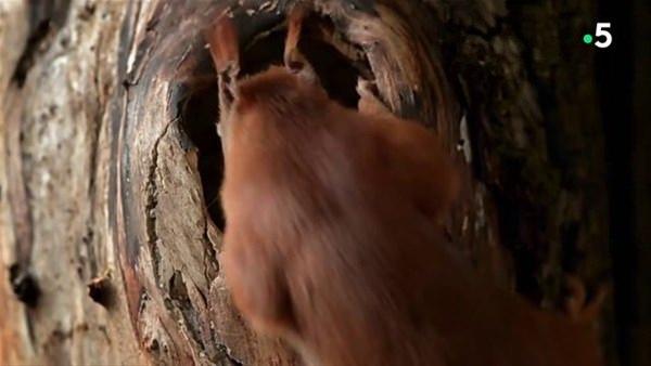 <p>Doğa belgeselcileri de bir sincabın yuvasına yerleştirdikleri kamerayla sincabın doğum yaptığı anları görüntüledi. </p>

<p> </p>
