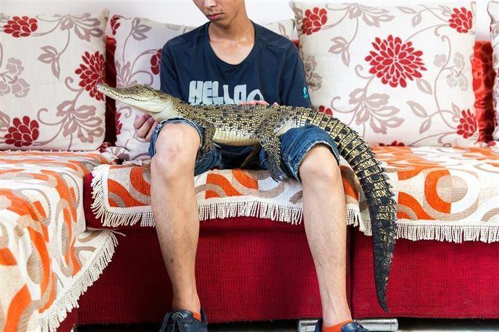 <p>26 yaşındaki Shao Jian Feng, Pekin'deki evinde bir tuzlu su timsahı (Crocodylus porosus) besliyor.</p>
