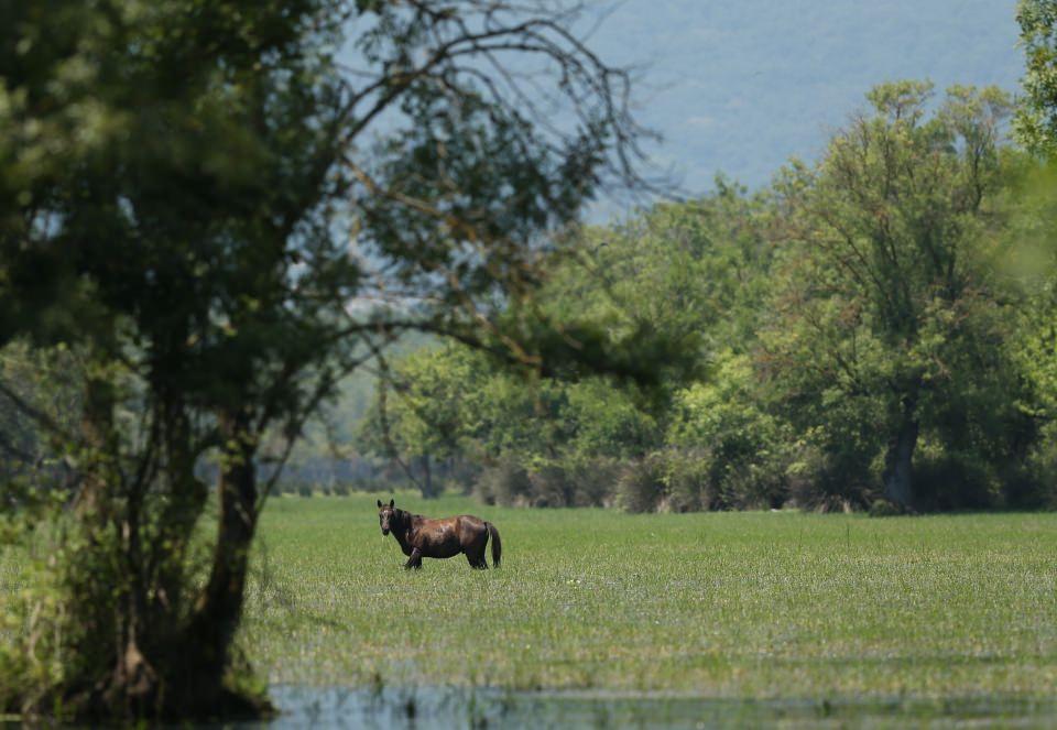 <p>Karacabey Longozu ve Dalyan Gölü havzasına uyum sağlayan atlar, doğaya salınmalarından bu yana yaz kış sürüler halinde yaşıyor.</p>
