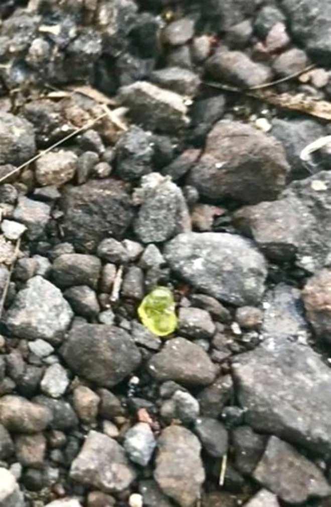 <p>Magmaların ilk kristalleşen minerali olarak bilinen Olivin, bölge insanı için küçük bir teselli oldu diyebiliriz.</p>

<p>Sabah uyandıklarında çevrede bu tip parlak ve hoş görünen taşlarla karşılaşan Hawaii halkının bir çoğu, taşları hatıra olarak saklamaya karar verdi.</p>
