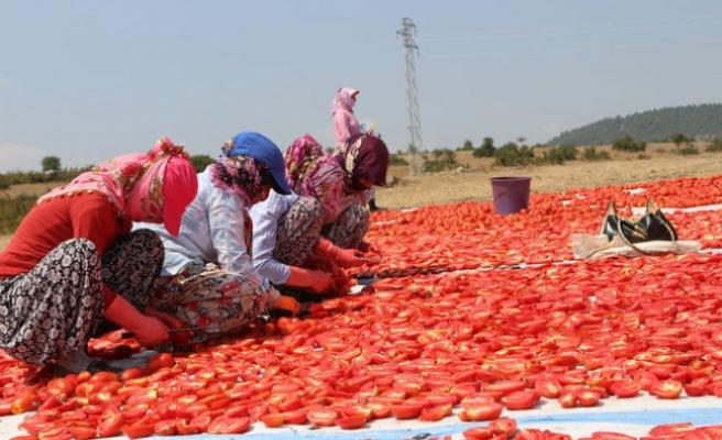 Bir ilçe kırmızıya boyandı! Kilosu 4 euroya ihraç ediliyor