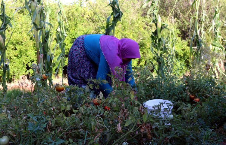 <p>Sıcak ve nemli havanın bunalttığı Hatay'da kadınlar, tarlalarından ve bahçelerinden topladıkları domatesleri binbir emekle salça haline getirerek sofralara ulaştırıyor.</p>
