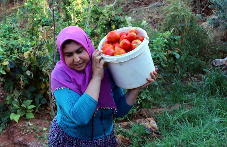 <p>Tarlada ve bahçede çalışarak topladıkları ürünlerin bazılarını satarak aile bütçelerine katkı sağlayan kadınlar, bir yandan da kış için kolları sıvıyor.</p>
