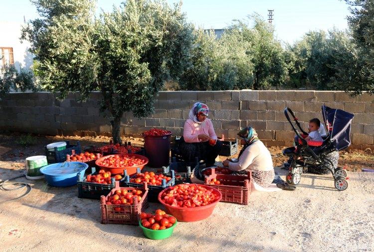 <p>Hassa ilçesinde bir araya gelen kadınlar, imece usulüyle yazın tarlalarında doğal yöntemlerle yetiştirdikleri sebze ve meyveleri kışın tüketebilmek için emek harcıyor.</p>
