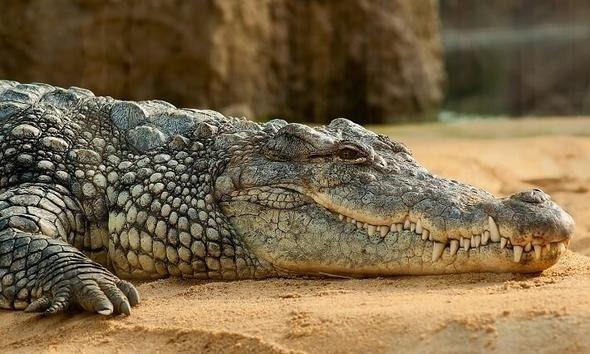 <p><strong>Timsah (Alligator) </strong><br />
<br />
Her yıl en az bir insan timsahlar yüzünden hayatını kaybediyor.</p>
