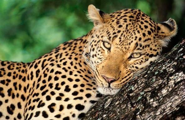 <p><strong>Leopar </strong><br />
<br />
Sizce yılda kaç insan leopar yüzünden ölüyor?</p>