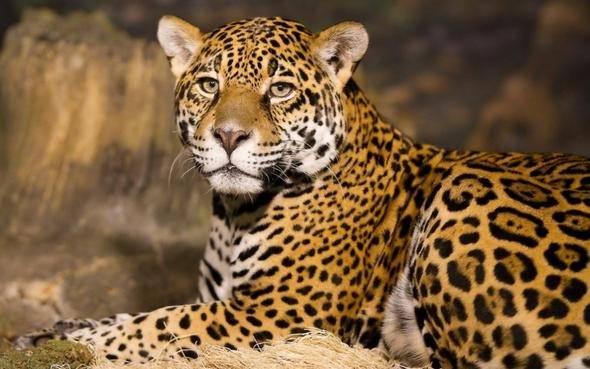 <p><strong>Leopar </strong><br />
<br />
Her yıl en az 29 kişi leoparlar yüzünden hayatını kaybediyor.</p>
