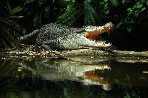 <p><strong>Timsah (Crocodile) </strong><br />
<br />
Sizce yılda kaç insan bu timsah türü yüzünden ölüyor?</p>
