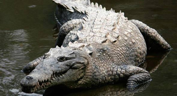 <p><strong>Timsah (Crocodile) </strong><br />
<br />
Her yıl en az 1000 kişi bu timsahlar yüzünden hayatını kaybediyor.</p>
