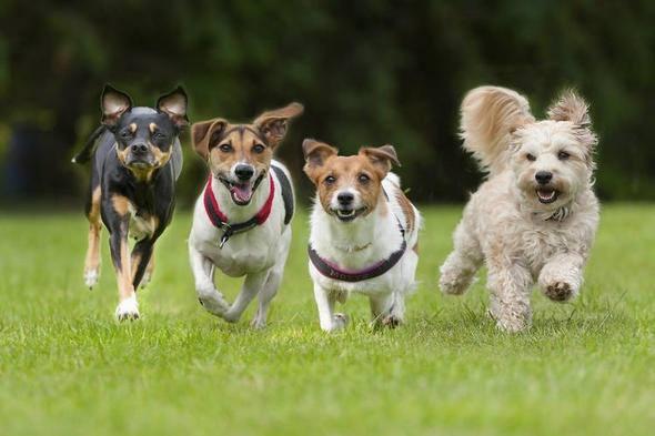 <p><strong>Köpek </strong><br />
<br />
Her yıl en az 25 bin kişi köpekler yüzünden hayatını kaybediyor.</p>
