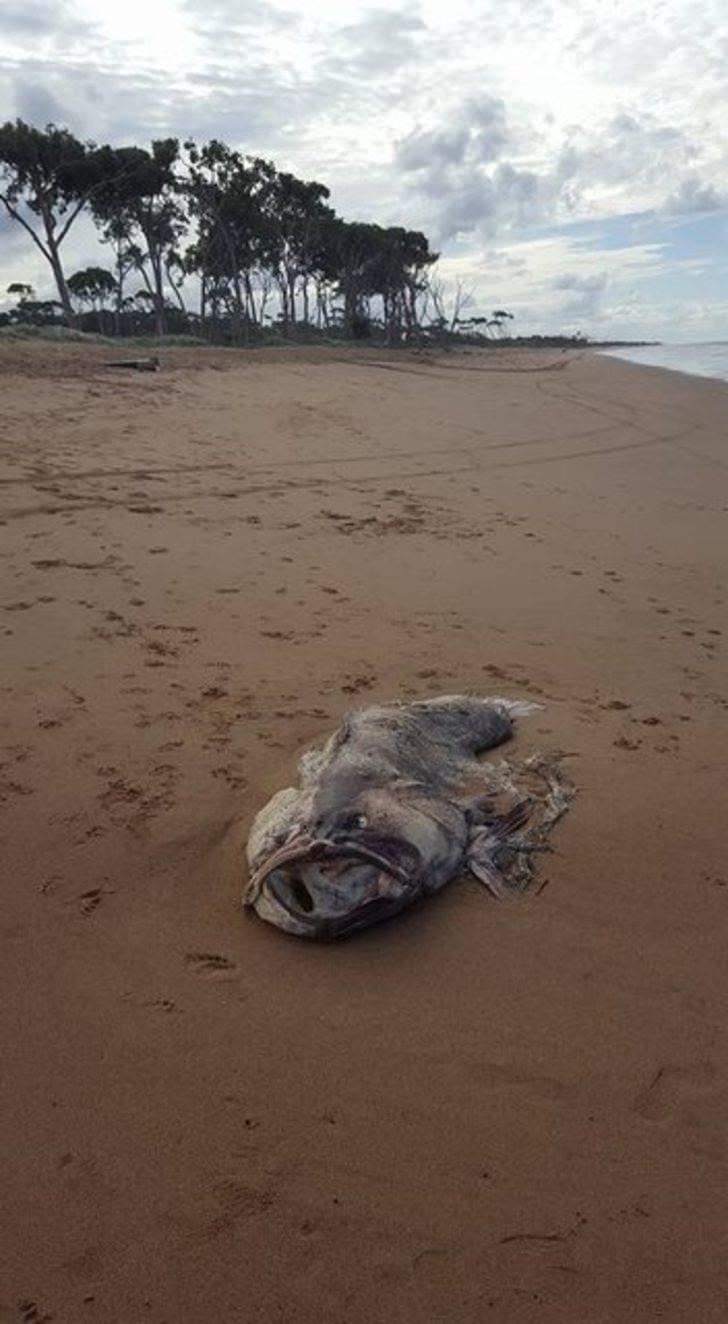 <p>Avustralya'da Bundaberg şehrinin Queensland sahilinde yer alan Moore Park Sahili'nde kıyıda garip bir varlığa rastlandı.</p>

