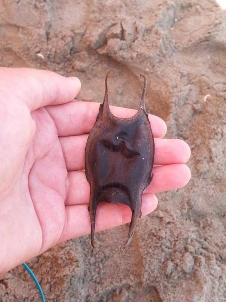 <p>Muhtemelen bir böcek yada bir kabuk olarak değerlendirmiş olabilirsiniz.</p>
