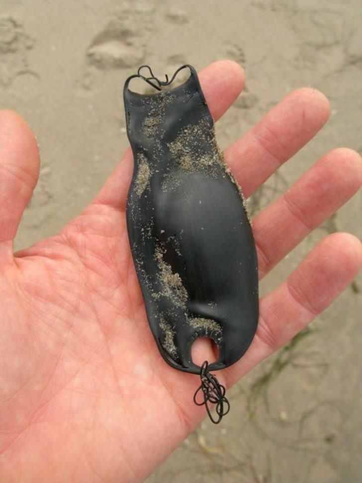 <p>Gördüğünüz aslında bir köpek balığı yumurtası.</p>