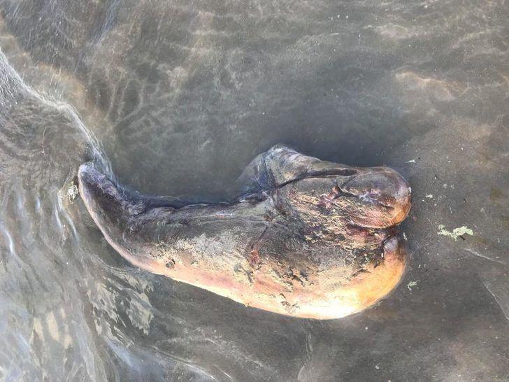 <p>Oldukça ağır gözüken yaratığın ne olduğunu anlayamadığı için korktuğunu ifade eden Sherry, yanında köpek olmasaydı o alanda daha uzun süre kalmak istediğini de söyledi.</p>