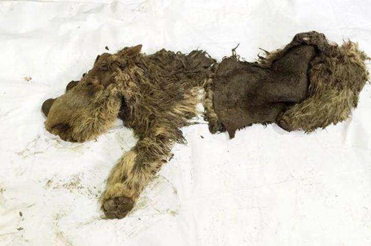 <p>2014 yılında Rusya'da bulunan bu bebek gergedanın daha 7 aylıkken 34 bin yıl önce öldüğü tespit edildi. Bilim insanları tarafından incelendikten sonra, Buzul çağındaki görünümünü göstermek için bir uzman tarafından mumyalandı.</p>