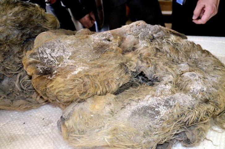<p>Uzmanlar, yaklaşık 8000 yıl önce nesli tükenen bir türün yeni bulgularını ortaya çıkardığı için Moskova'da bir sergide üç gün boyunca sergilendi.</p>
