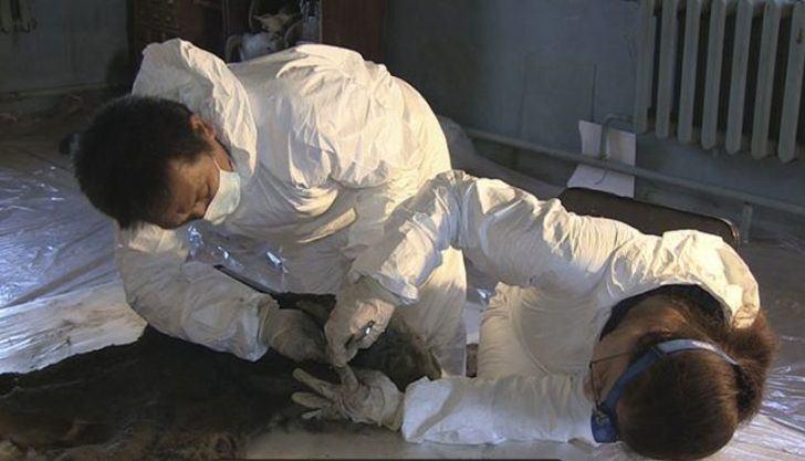 <p>Rus Bilimler Akademisi Paleontoloji Enstitüsü Kıdemli araştırmacısı Yevgeny Maschenko şunları söyledi, 'Bu hayvanların yaşam koşulları, şimdi Yakutistan'da gördüklerimizden farklıydı'.</p>