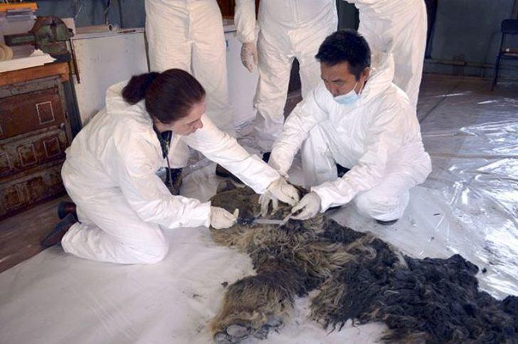 <p>Bilim insanları mumyanın kafasından bacaklarına kadar tüm kemiklerini içerdiğini, kulakları, gözleri ve dişlerinin de yerinde olduğunu belirtti. DNA analizleriyle 10 bin yıllık canlının günümüzdeki en yakın akrabasının hangi hayvan olduğu anlaşılmaya çalışılacak.</p>
