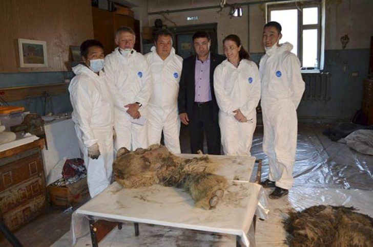 <p>Siberian Times gazetesine açıklama yapan Saha Bilim Akademisi'nden Albert Protopopov, 'Yetişkin birkaç örneğe kıyasla bebek bir tüylü gergedanın ilk kez bulunduğunu' söyledi.</p>
