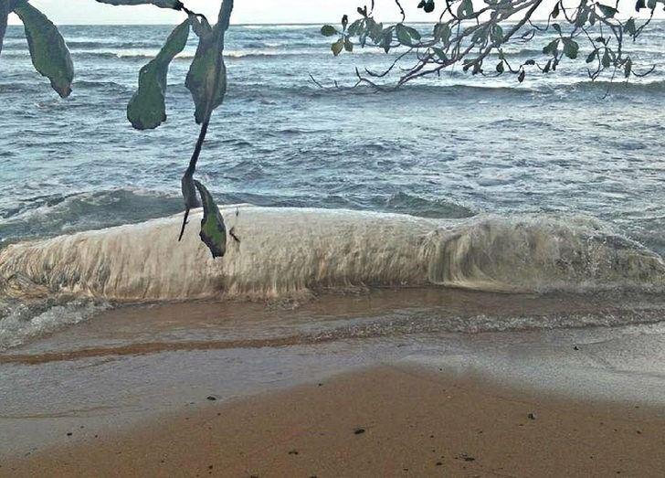 <p>Ada sakinlerinin deniz canavarı adını verdiği cisim, bilim adamları tarafından incelendi. Ancak net bir açıklama yapılmadı.</p>
