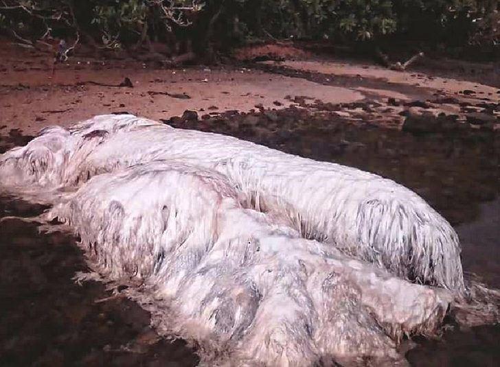 <p>Tanımlanamayan deniz canlısının leşi, Dinagat adalarında Cagdiano kasabasının sahiline vurdu.</p>
