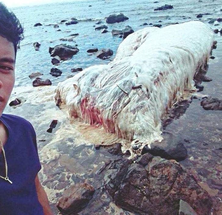 <p>Sahile vuran cisimi görünce insanların neden korktuğunu anlamak çok kolay. Yaklaşık 15 metre uzunluğundaki cisim halkın yoğun ilgisini gördü.</p>
