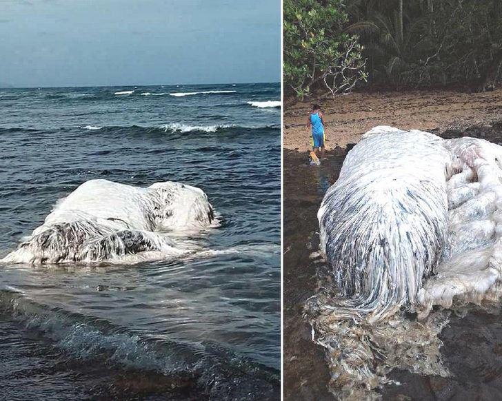 <p>Henüz ne olduğu anlaşılamasa da insanlar onun adını şimdiden deniz canavarı koydu.</p>
