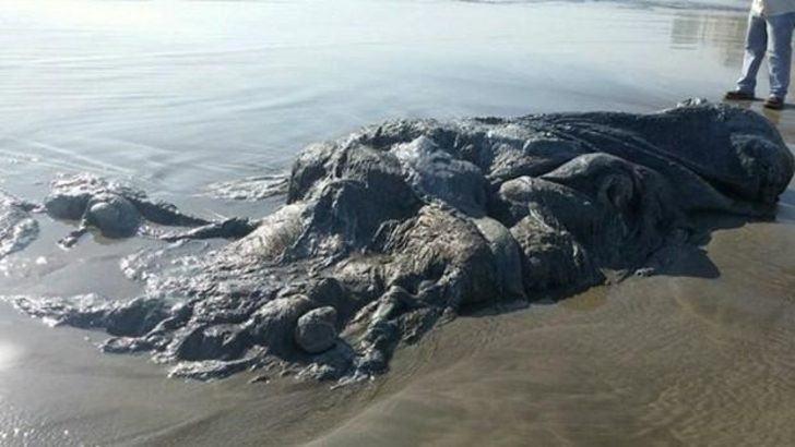 <p><strong>Tanımlanamayan yaratıklar...</strong></p>

<p>Meksika’nın Acapulco kentinde sahile vuran 4 metre uzunluğundaki bir “yaratık” görenleri hayrete düşürdü.</p>
