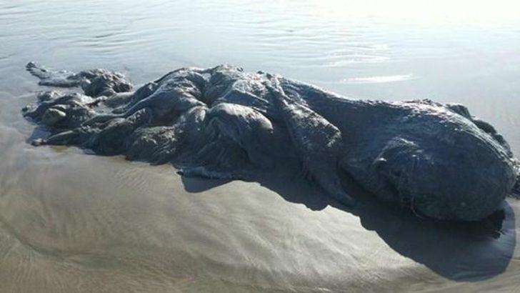 <p>Yapılan ilk incelemede canlının türü belirlenemezken, bilim insanları da şaşkınlıklarını gizleyemedi.</p>
