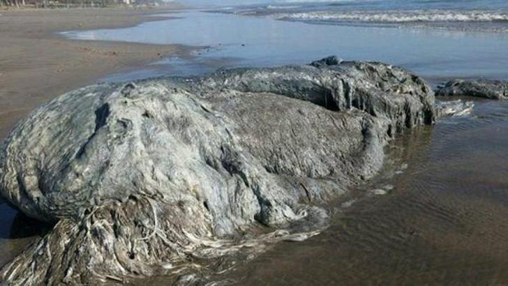 <p>Konuyla ilgili açıklama yapan Acapulco İtfaiye Şefi Rosa Camocho, tanımlanayan canlı türünden hiç koku gelmemesi nedeniyle yakın zamanda öldüğünü düşündüklerini söyledi.</p>
