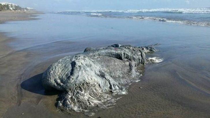 <p>Yaratığın Meksika'nın en popüler sahillerinden biri olan Bonfil'de kıyıya vurması, birçok insanın bölgeye akın etmesine neden oldu. Yaratığı görmek için sahile gidenler fotoğraf çekip sosyal medyada paylaştı.</p>
