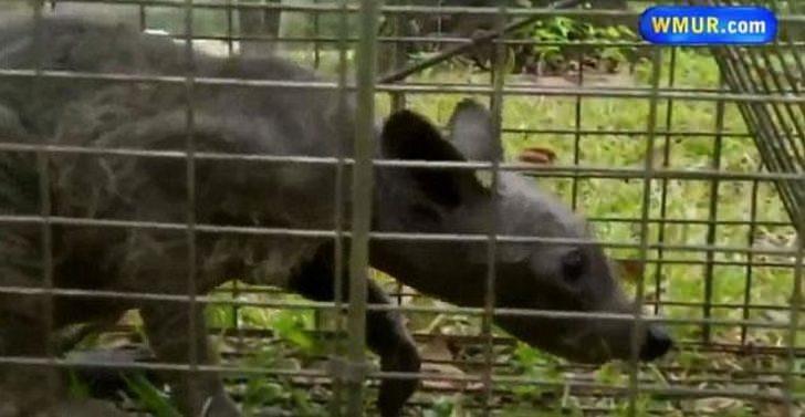 <p>Meksikalı köylülerin, koyunlarını, keçilerini ve tavuklarını kanları emerek öldürmekle suçladığı ve adına "Chupacabra” dedikleri efsanevi canlı olabileceği konuşulan yaratığın tüyleri hastalıktan dökülmüş bir rakun olabileceği de iddia ediliyordu.</p>
