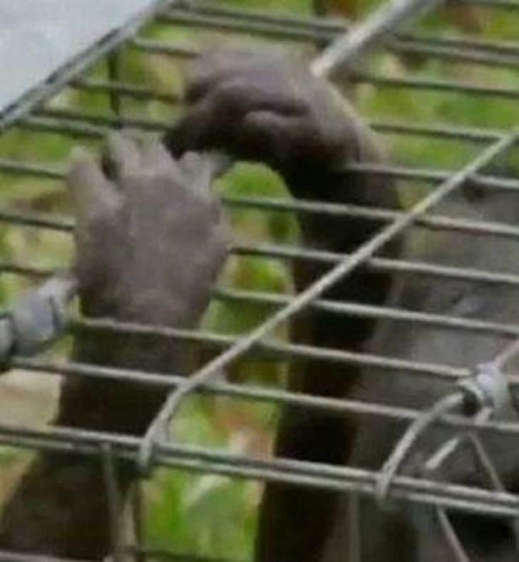 <p>Teksas Doğal Yaşam Parkı'ndan Mike Cox, "Böyle bir teste gerek yok. Chupacabralar hayali yaratıklar” dedi.</p>
