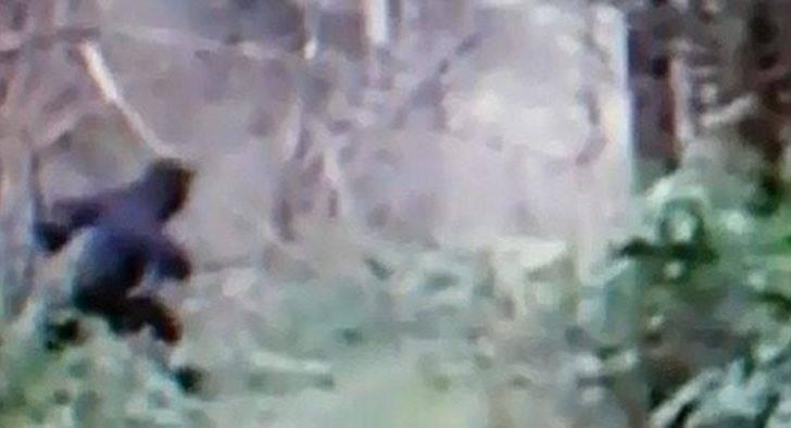 <p>Amerika'da Ohio'da motorsiklet kamerasına yansıyan görüntülerde hızla siyah bir yaratık karşıdan karşıya geçiyor.</p>
