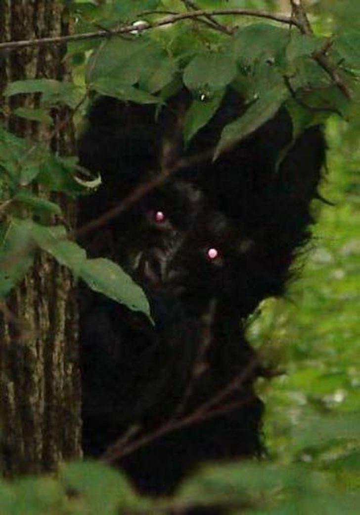 <p>Ancak bu yaratığın varlığına dair kesin bir kanıt bulunamadı.</p>
