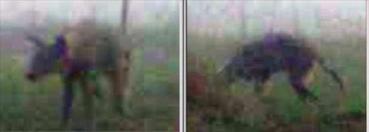 <p>Sekiz koyunu telef eden hayvan ortalığı kan gölü haline getirmişti.</p>
