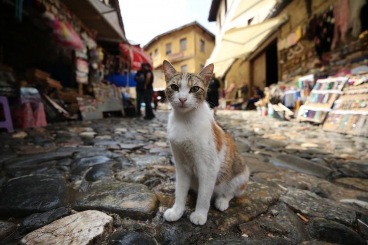 <p>Edebali, 700 yıllık mimarinin bu zamana kadar yaşatılmasının önemini vurgulayarak, "Cumalıkızık'ın koruma planını onayladıktan sonra restorasyon çalışmalarına başladık. Bugüne kadar 20'nin üzerinde evin yanı sıra hamam ve camiyi restore ettik. Bölgede çeşitli düzenlemeler yaptık." diye konuştu.</p>