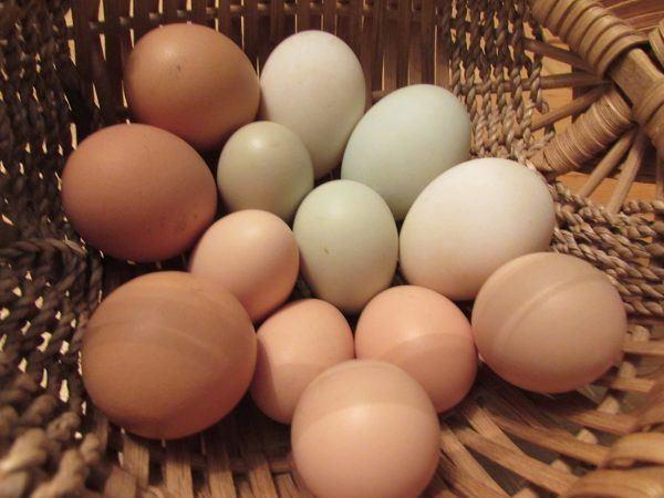 <p>Yumurtaların üzerindeki kod 0 ile başlıyorsa, aldığınız yumurta organik...</p>