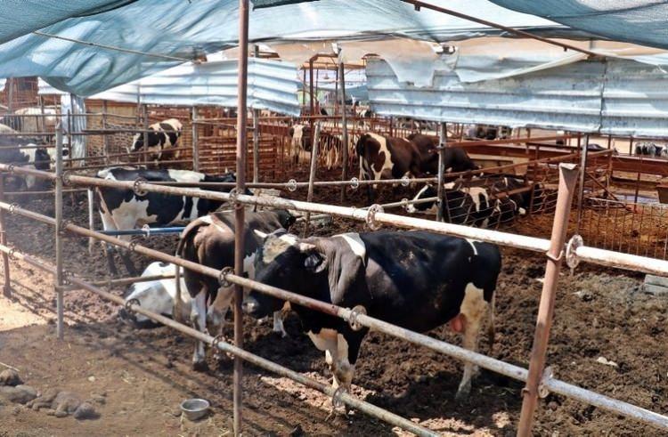 <p><strong>"BİZ ONA ARTIK 'FATMA AĞA' DİYORUZ"</strong></p>
<p>Elde ettiği başarı sonrası çevresindekilerin 'Fatma Ağa' diye seslendiği Öncel'in hayvanlarını çok muazzam şekilde beslendiğini ifade eden Veteriner Hekim İbrahim Çağlar, "Tosunlarını özel tohumlarla besledi. Çok iyi bakmış. Biz artık ona 'Fatma Ağa' diyoruz" dedi.</p>