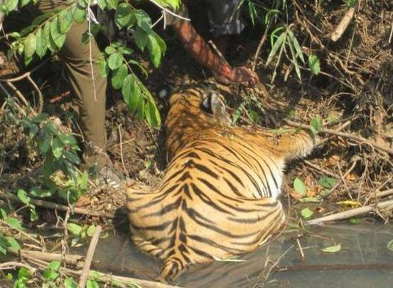 <p>Vietnam'da nehrin kıyısında köylüler tarafından baygın vaziyette görülen devasa kaplan, ilk başta ürküttü ama uzun süre izlendikten sonra cansız olduğu ortaya çıktı ve onu yakından incelemek için yanına yaklaştılar.</p>