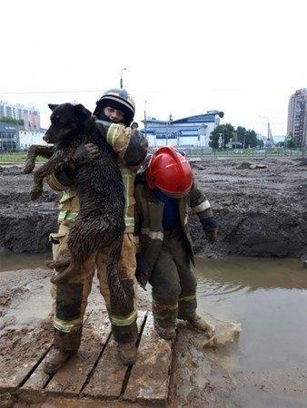 <p>Çamurda sıkışıp kalan köpeği işte böyle çıkardılar.</p>
