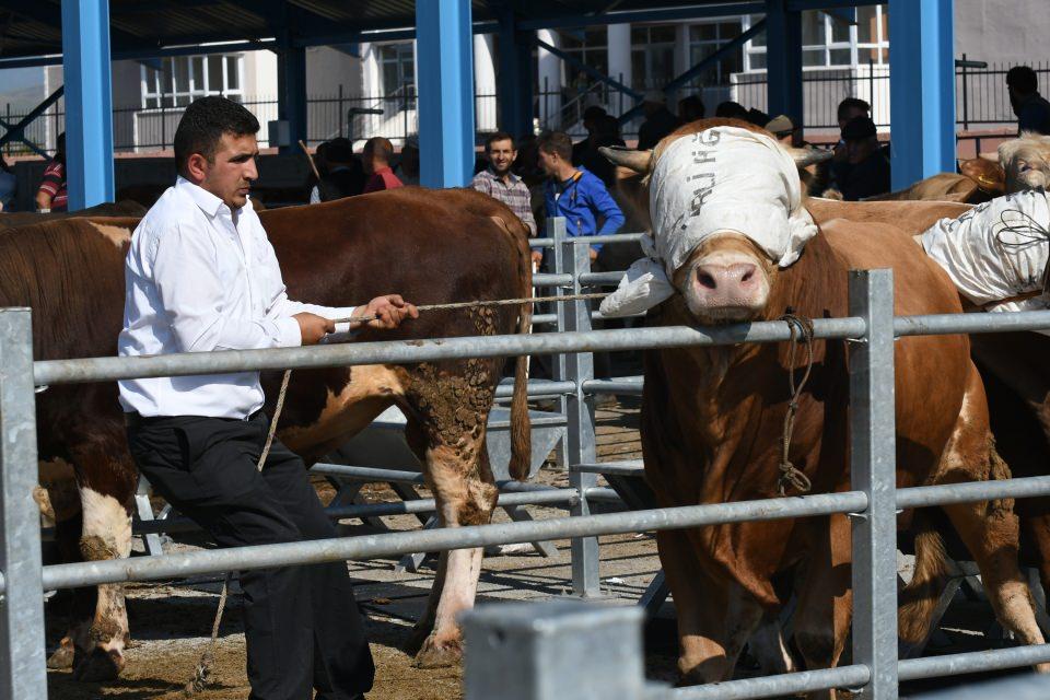 <p>Vatandaşlardan Gökhan Demir ise Digor'dan yaklaşık 800 kilogram ağırlığındaki "Talisca-2" adlı boğayı 13 bin 250 liraya aldıklarını söyledi.</p>
<p> </p>